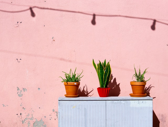 Persoonlijke Lening - wat staat er in het contract? - roze muur met planten